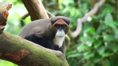 A De Brazza's Monkey (Cercopithecus neglectus) rests on a tree under the leafy Stock Footage 333579875