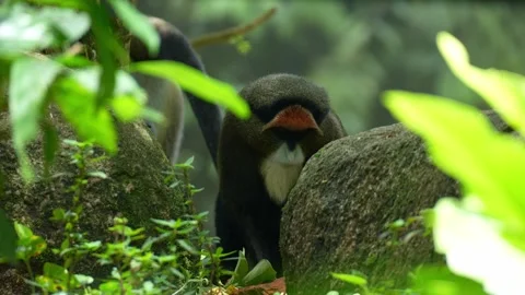 A De Brazza's monkey (Cercopithecus neglectus) looks around its surroundings Stock-Footage 334278343