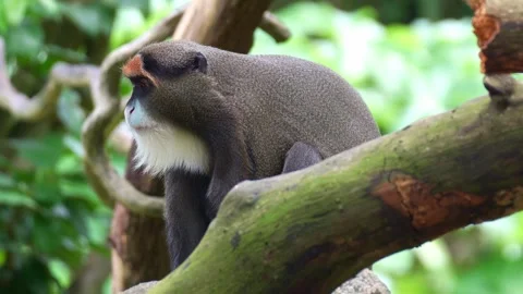 A De Brazza's Monkey (Cercopithecus neglectus) rests on a tree limb under the Stock Footage 334551804