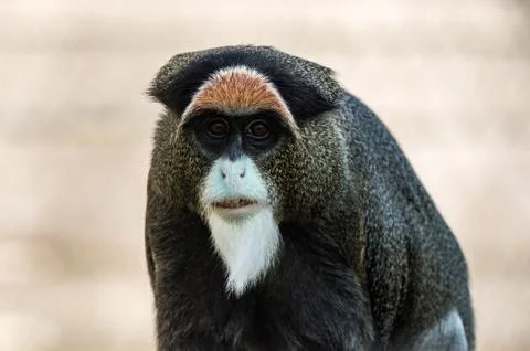 De Brazza's Monkey, Cercopithecus neglectus, an attractive primate with distinct Stock Photos