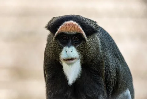De Brazza's Monkey, Cercopithecus neglectus, an attractive primate with distinct Stock Photos