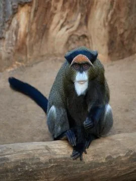 De Brazzas monkey (Cercopithecus neglectus) Stock Photos