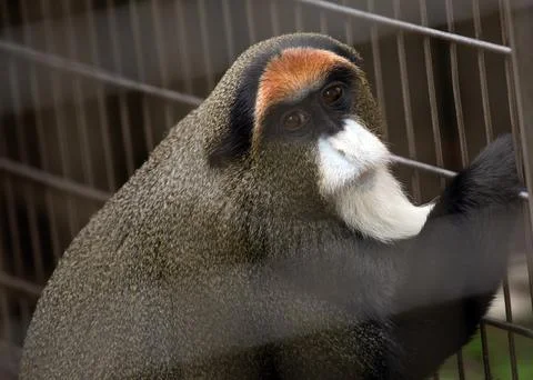 De Brazza's monkey (Cercopithecus neglectus) Stock Photos