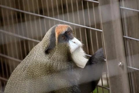 De Brazza's monkey (Cercopithecus neglectus) Stock Photos
