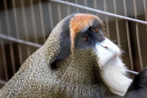 De Brazza's Monkey (Cercopithecus neglectus) Found in Central Africa Stock Photos