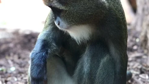 De Brazza's monkey (Cercopithecus prohibitus) sits on root of tree Stock-Footage 284415655