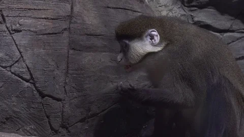 De Brazza's monkey eats food stock footage video 스톡 동영상 71491522