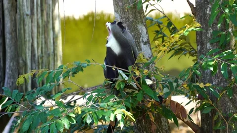 De Brazza's monkey in nature. Wild african animals Stock-Footage 131483199