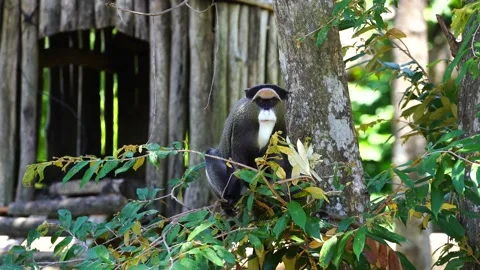 De Brazza's monkey in nature. Wild african animals Stock Footage 133018201