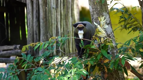 De Brazza's monkey in nature. Wild african animals 스톡 동영상 136869557