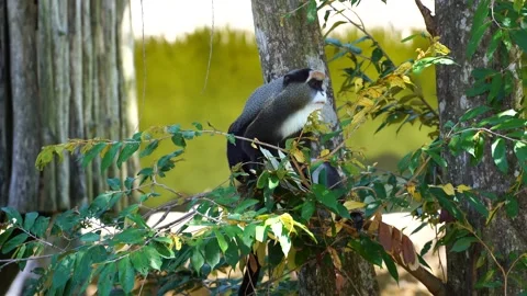 De Brazza's monkey in nature. Wild african animals 스톡 동영상 138121030