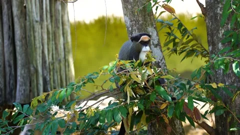 De Brazza's monkey in nature. Wild african animals 스톡 동영상 142730749