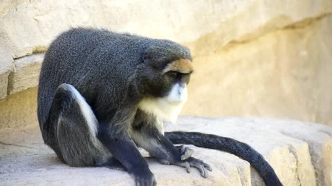 De Brazza's monkey, old world monkey also known as Cercopithecus neglectus Stock-Footage 140663199