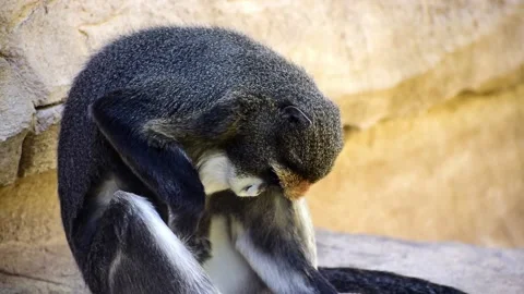 De Brazza's monkey, old world monkey also known as Cercopithecus neglectus Stockbeeldmateriaal 140663211