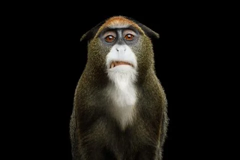 De Brazza's Monkey Stock Photos