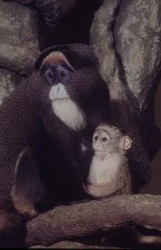 De Brazza's Monkey Fotos de archivo