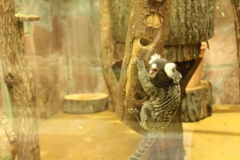 De Brazza's Monkey sitting on a stump close-up Stock Photos