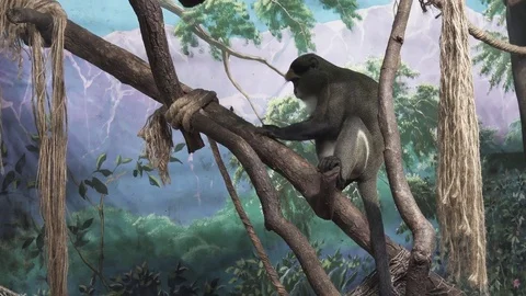 De Brazza's monkey sitting on tree stock footage video 스톡 동영상 71355234