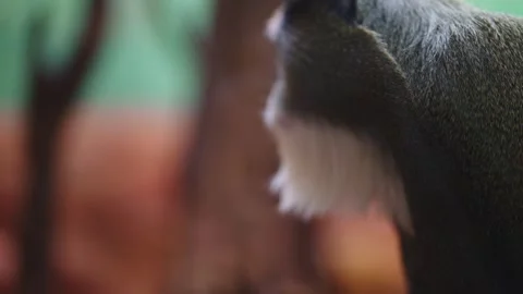 De Brazza's monkey in the zoo. Video stock 325719156
