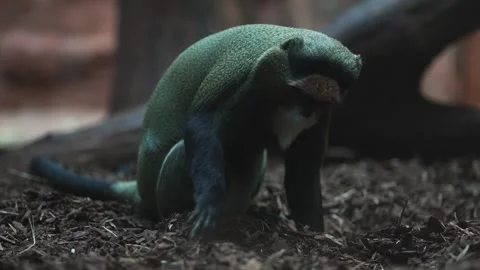 De Brazza's monkey in the zoo. 스톡 동영상 325719170
