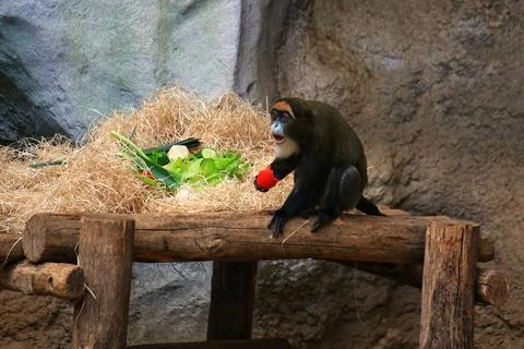 De Brazzas monkeys (Cercopithecus neglectus) interrupted during eating, loo.. Stock Photos