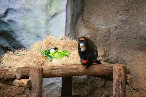 De Brazzas monkeys (Cercopithecus neglectus) interrupted during eating, loo.. Stock Photos