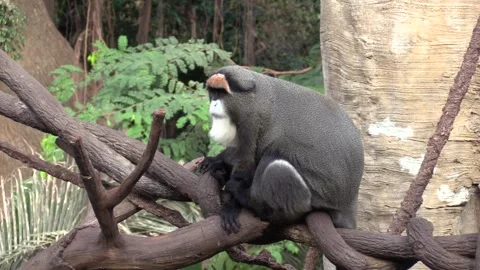 De Brazza's Swamp Monkey Lone Sitting on Branch Looking Around 스톡 동영상 130760736