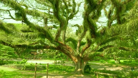 De Djawatan is a unique forest with huge towering Trembesi Monkey Pod trees at Stock Footage 254770445