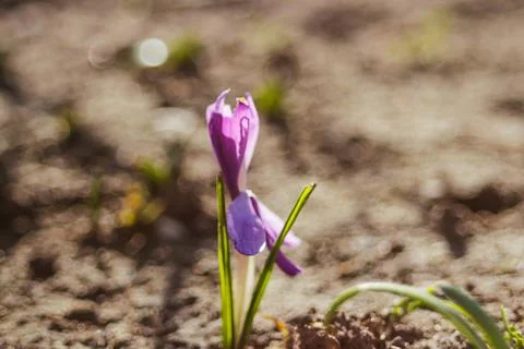 De focus One saffron flower grows in the garden in sunny weather. Violet spri Stock Photos