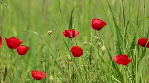 De focused and focused poppies and daisies with green meadows in nature sprin Stock Footage 55707631