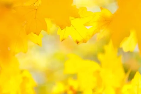 De-focused, blurred image of yellow maple leaves, autumn blur background. Stock-Fotos