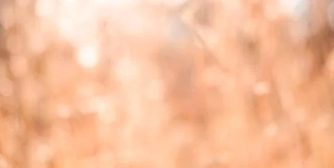 De-focused dry grass background  Stock Photos
