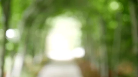 De-focused garden background with leafy arbour Stock Footage 90073309