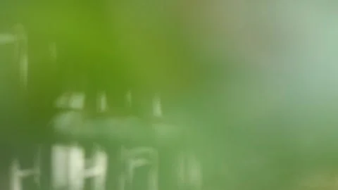 De-focused green leaves Stock Footage 244923487