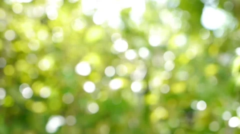 De focused of Natural green leaf blurred background Stock Footage 54637091