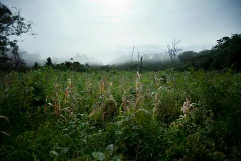 De-Forest Clearing on Vacant Land - Amapa, Brazil Stock Photos