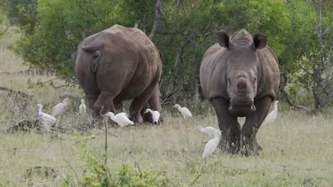 A de-horned rhino is facing the camera. Two more rhinos are grazing. Stock Footage 231400444