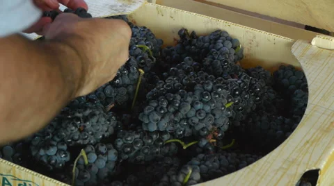 De-stemming Grapes at Vineyard 스톡 동영상 67365243