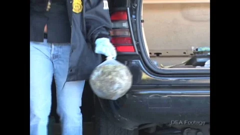 DEA agents confiscate marijuana plants from a home during a raid. Stock Footage 115805369