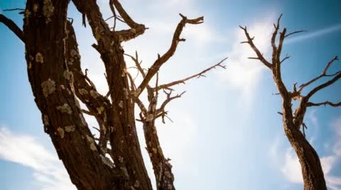 A dead Acacia Tree Stock Footage 54228856