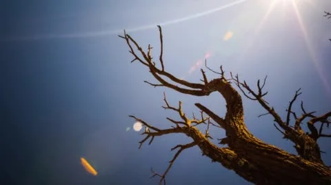 A dead Acacia Tree Stock Footage 54229028