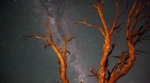 A dead Acacia Tree Stock Footage 54229371