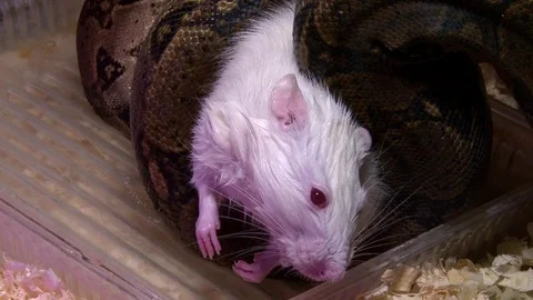 Dead albino mouse in snake constrictor swamp, closeup shot Stock-Footage 71630817