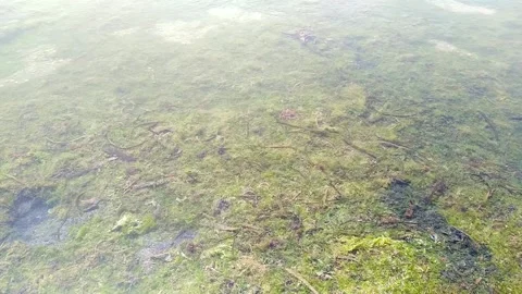 Dead Algae And Sea Pollution Stock Footage 172420582