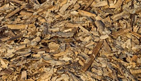 Dead algae carpet 写真素材