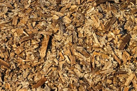 Dead algae carpet Foto stock