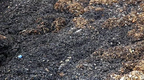 Dead algae washed to shore with pollution  Видео 771580