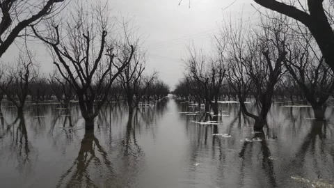 Dead almond trees over a flooded field Stock Footage 288727168