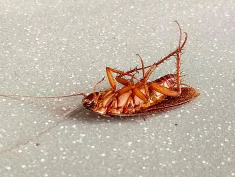 Dead American Cockroach Close-up Stock Photos