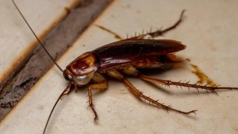 Dead American Cockroach Stock Photos